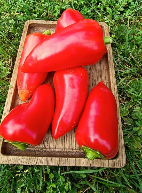 Lesya RED- saldā paprika ( 10 sēklas)